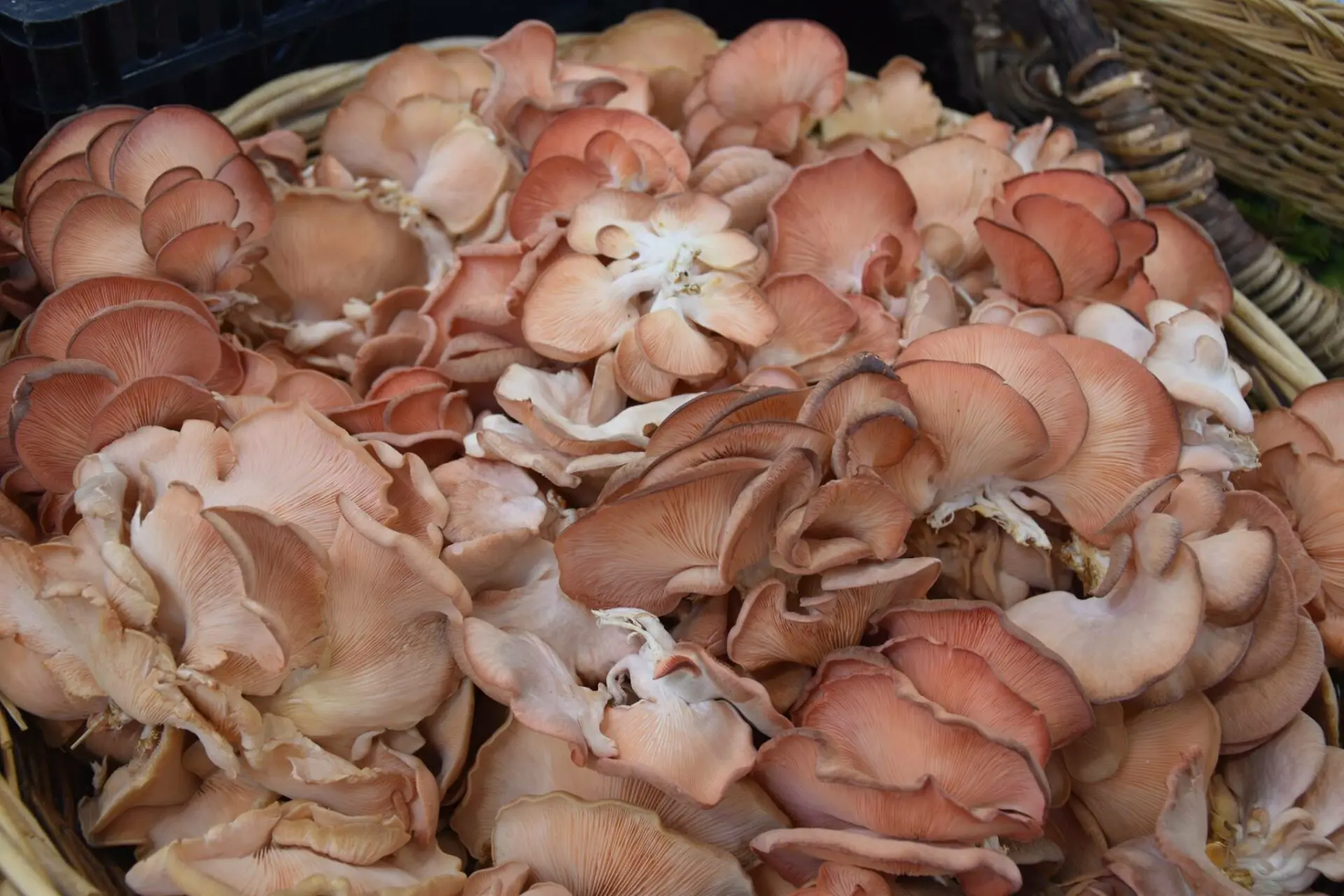 La Champignonnière de Dijon - produits (1) 10.02.2025