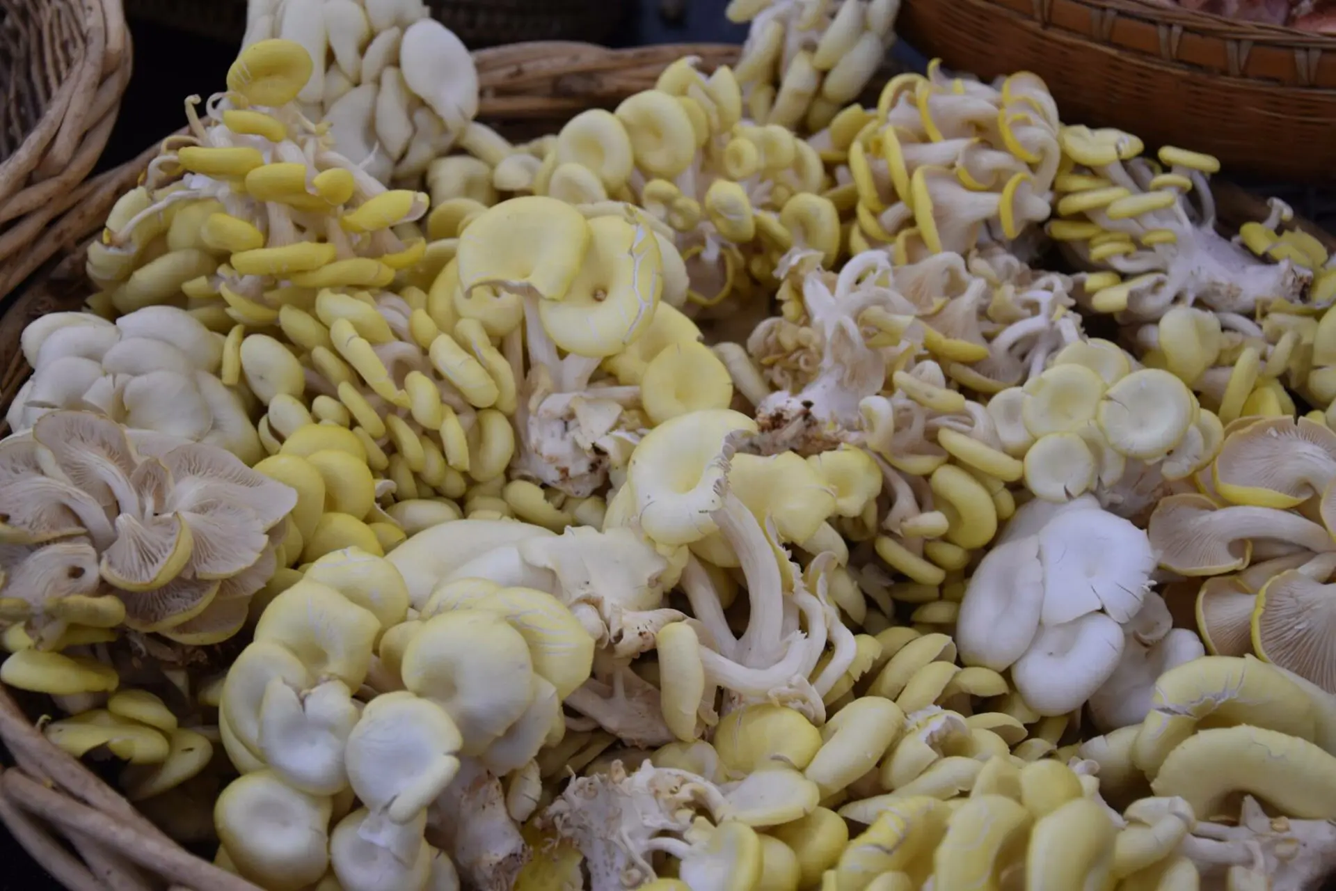 La Champignonnière de Dijon - produits (2) 10.02.2025